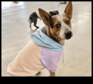 أزياء Pawsome: إكسسوارات الحيوانات الأليفة العصرية لكل مناسبة