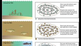 الملاحة البحرية: فهم أنماط هجرة الأسماك