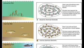الملاحة البحرية: فهم أنماط هجرة الأسماك