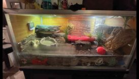 المقاييس والذيول: اختيار الركيزة المناسبة لمرفقات الزواحف