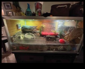 المقاييس والذيول: اختيار الركيزة المناسبة لمرفقات الزواحف