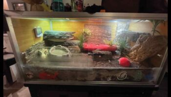 المقاييس والذيول: اختيار الركيزة المناسبة لمرفقات الزواحف