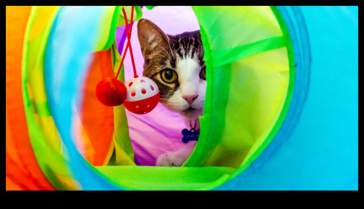 إثراء القطط بنفسك: أنشطة محفزة لقطط سعيدة