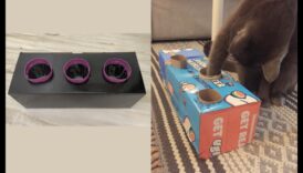 إثراء القطط بنفسك: أنشطة محفزة لقطط سعيدة