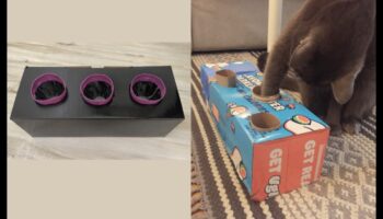 إثراء القطط بنفسك: أنشطة محفزة لقطط سعيدة