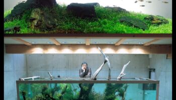 تابع حوض السمك Zen: خلق جو مريح مع الديكور