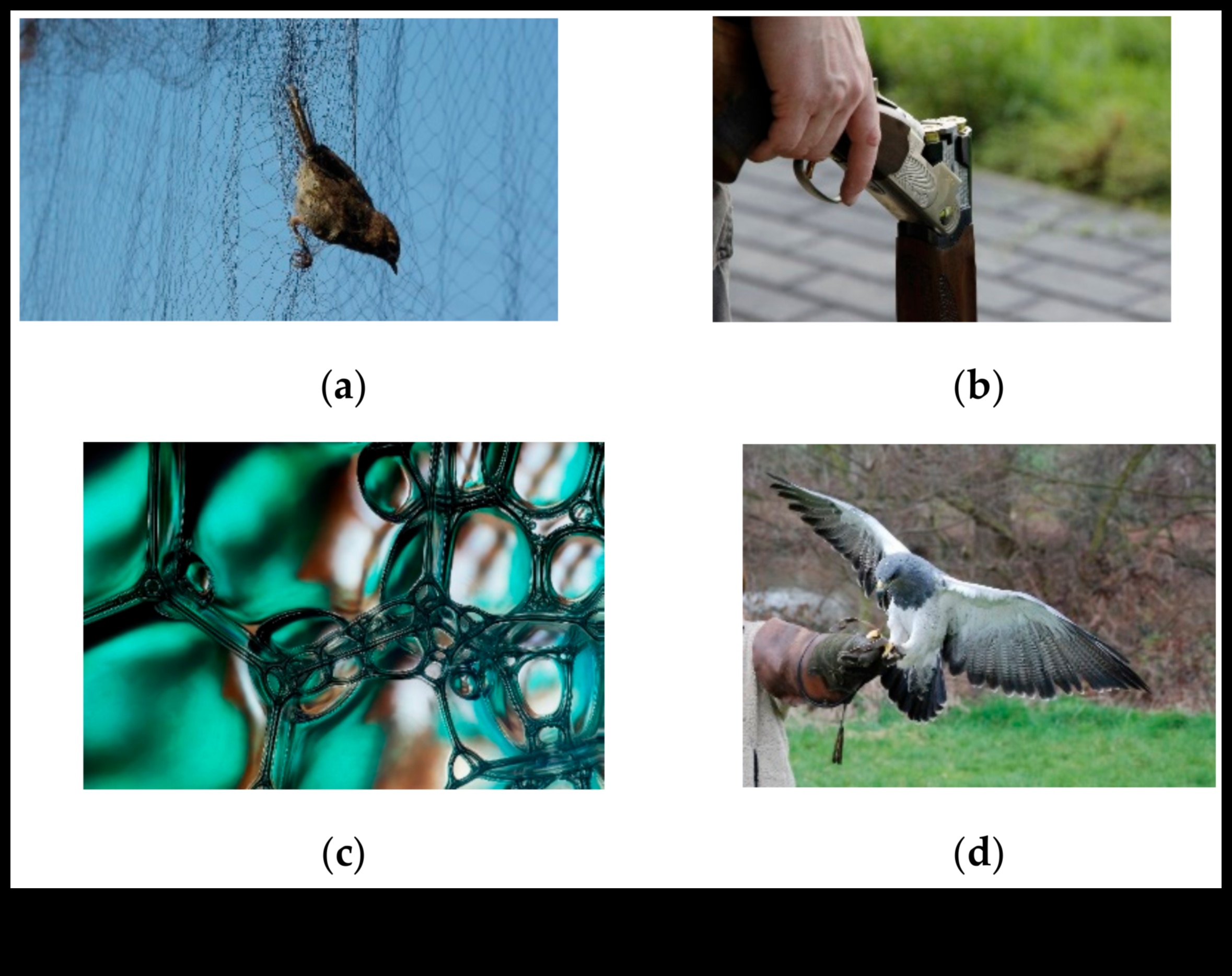 تابع الطيور والزراعة: دور الطيور في مكافحة الآفات