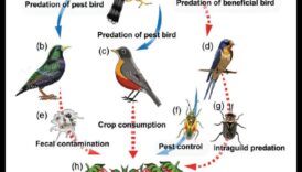 تابع الطيور والزراعة: دور الطيور في مكافحة الآفات