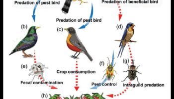 تابع الطيور والزراعة: دور الطيور في مكافحة الآفات
