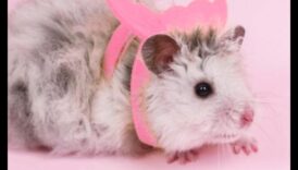 تابع أبرز مميزات الهامستر: تزيين قوارضك الصغيرة بمعدات براقة