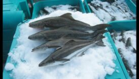 سجلات تربية الأسماك: إحداث ثورة في صناعة المأكولات البحرية