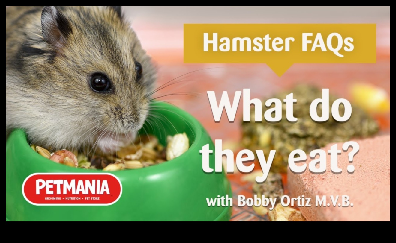 دليل الذواقة للهامستر: يعامل الغذائية والوجبات الخفيفة