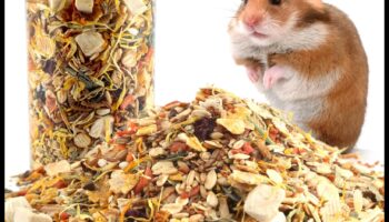 دليل الذواقة للهامستر: يعامل الغذائية والوجبات الخفيفة